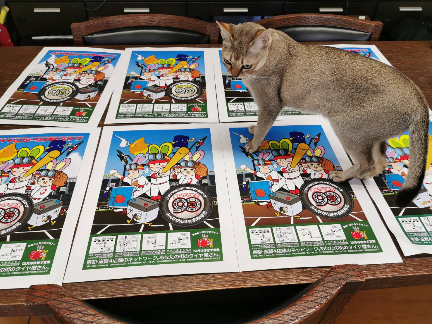 猫も考えてくれているの写真